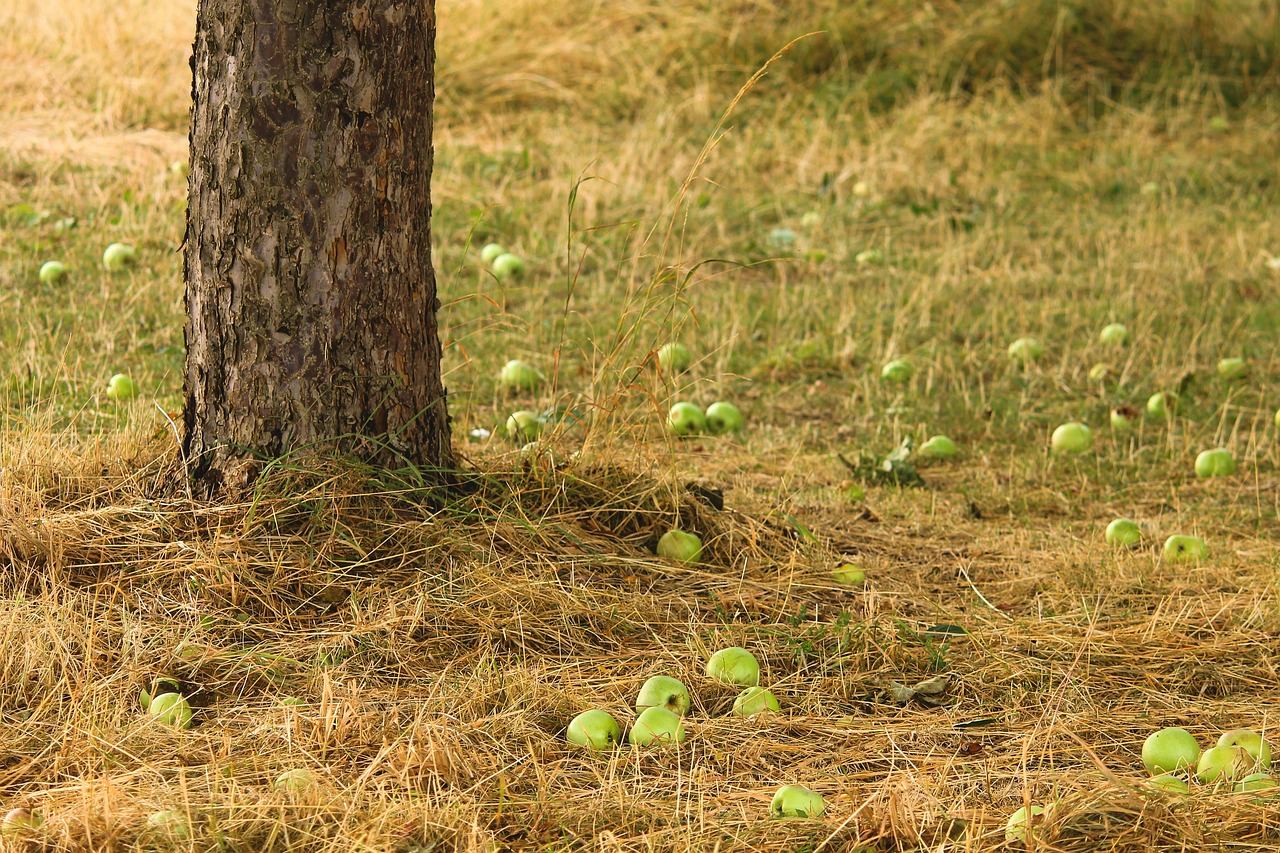 How to Create Your Own Backyard Orchard